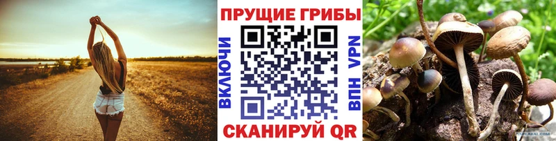 закладка  Россошь  Галлюциногенные грибы MAGIC MUSHROOMS 